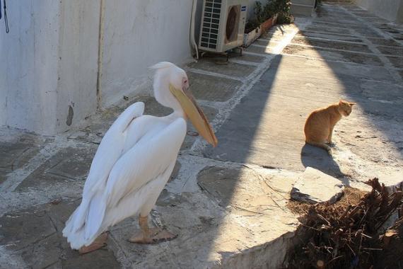 '2008 El pelícano de Mykonos' - Mykonos